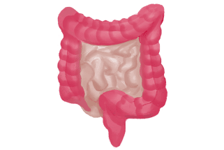 Gastrointestinal system