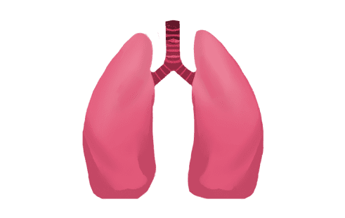 Lungs